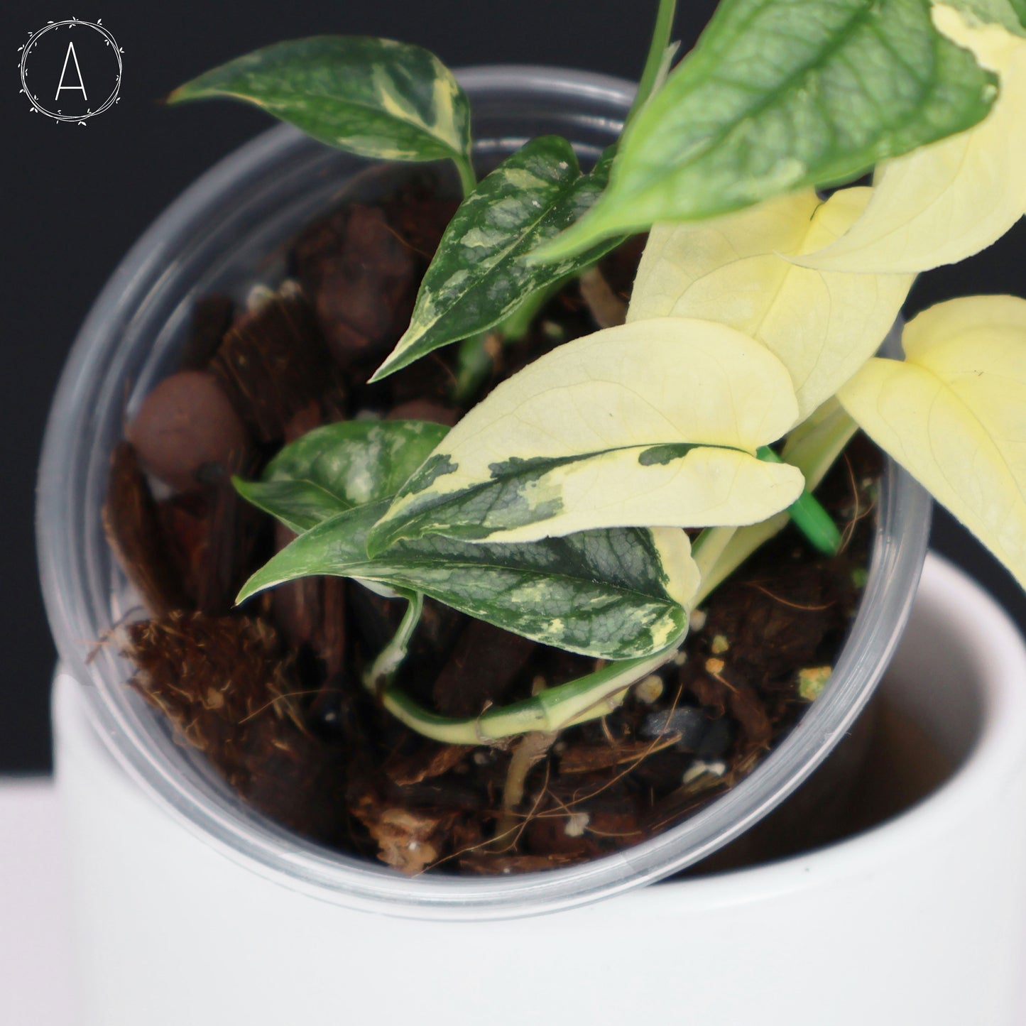 Monstera Siltepecana Albo (sp. PBD)