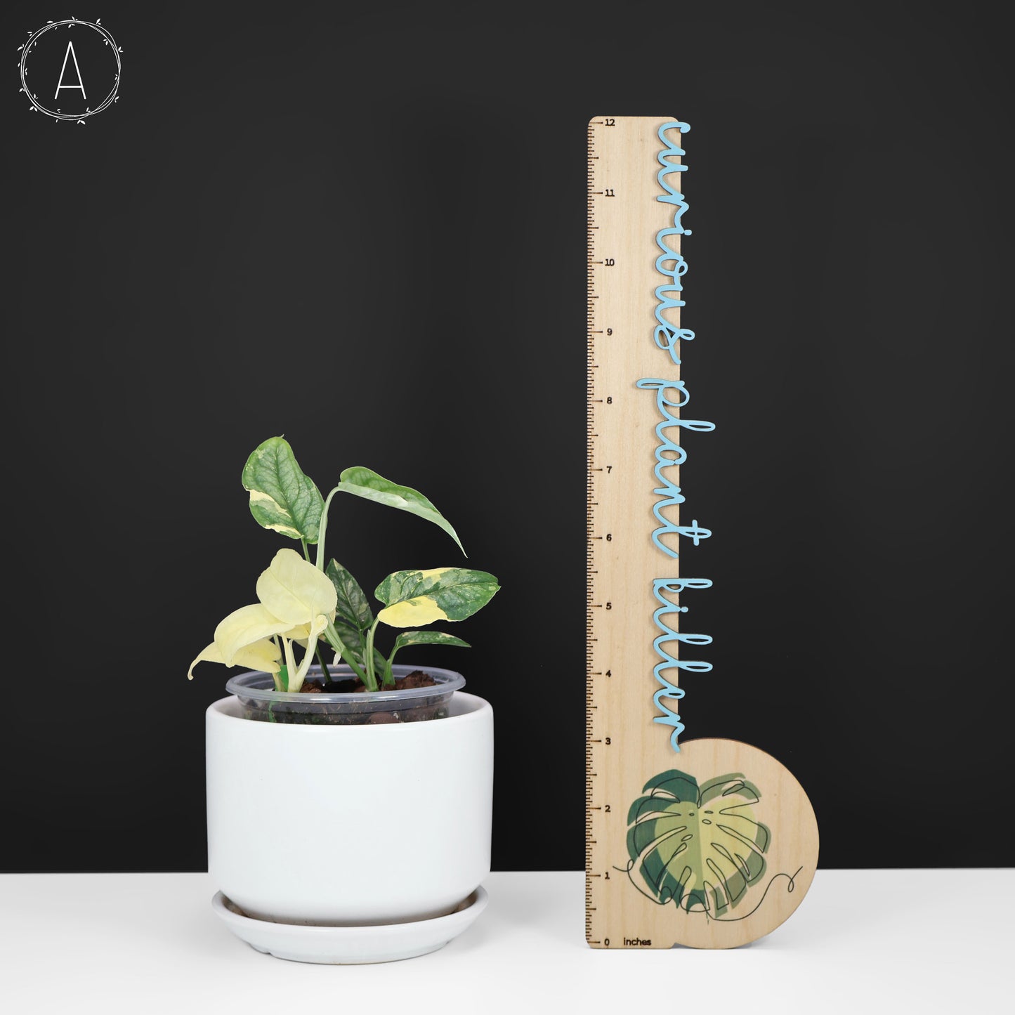 Monstera Siltepecana Albo (sp. PBD)