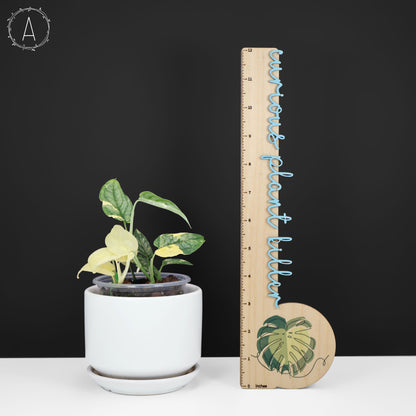 Monstera Siltepecana Albo (sp. PBD)