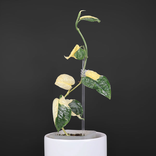 Monstera Siltepecana Albo