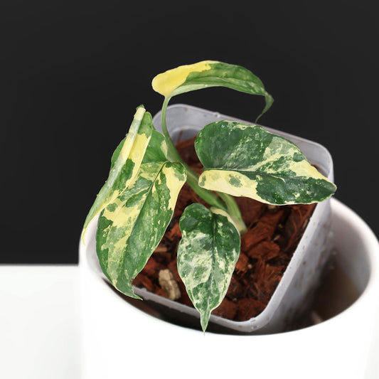 Monstera Siltepecana Albo (sp. PBD)