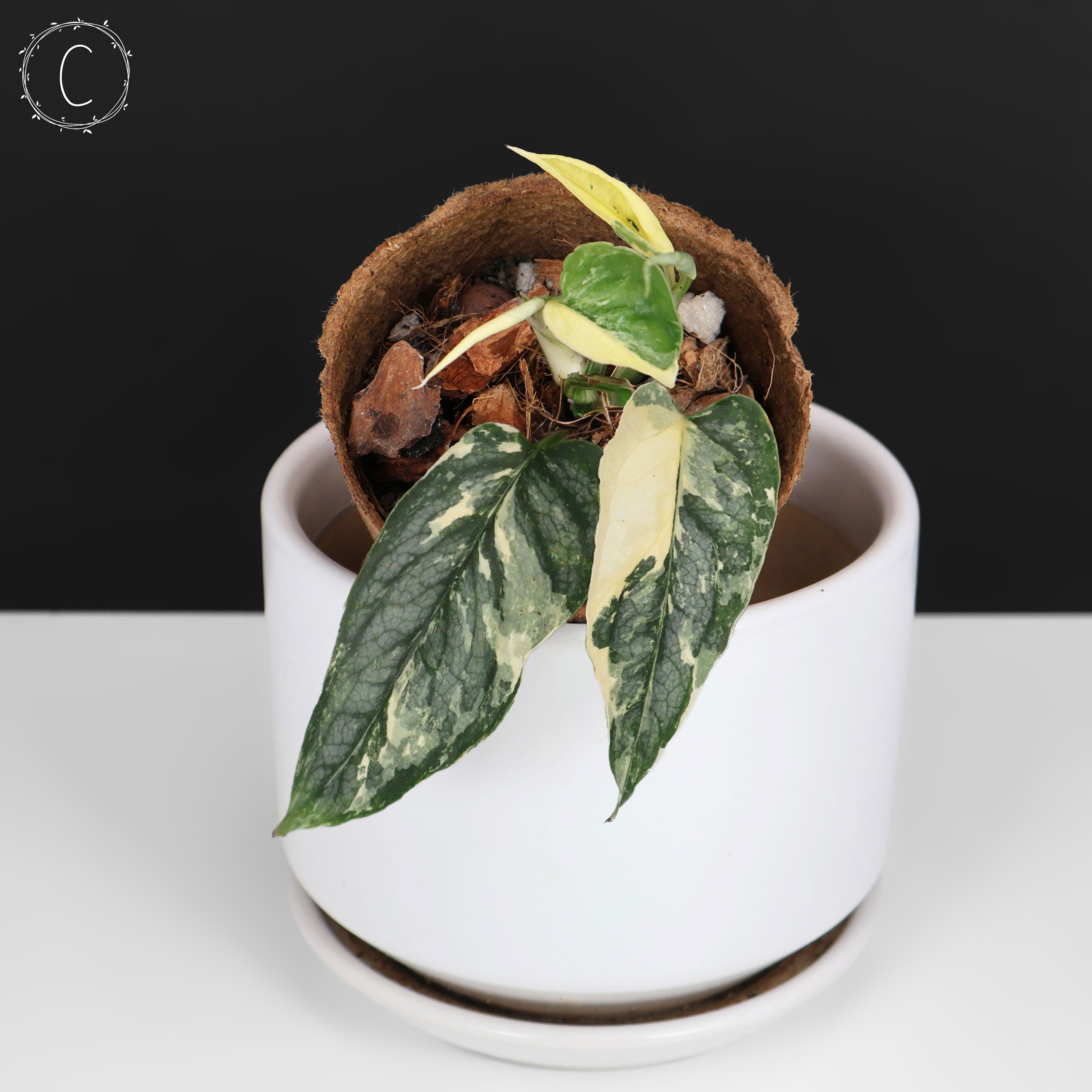 Monstera Siltepecana Albo (sp. PBD) – Curious Plant Killer