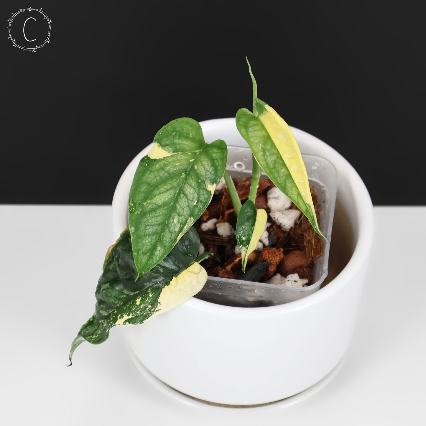 Monstera Siltepecana Albo (sp. PBD)