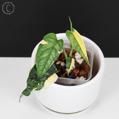 Monstera Siltepecana Albo (sp. PBD)