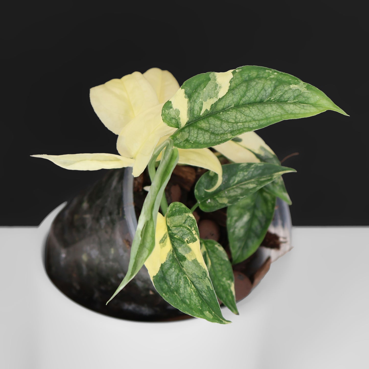 Monstera Siltepecana Albo (sp. PBD)