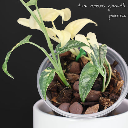 Monstera Siltepecana Albo (sp. PBD)