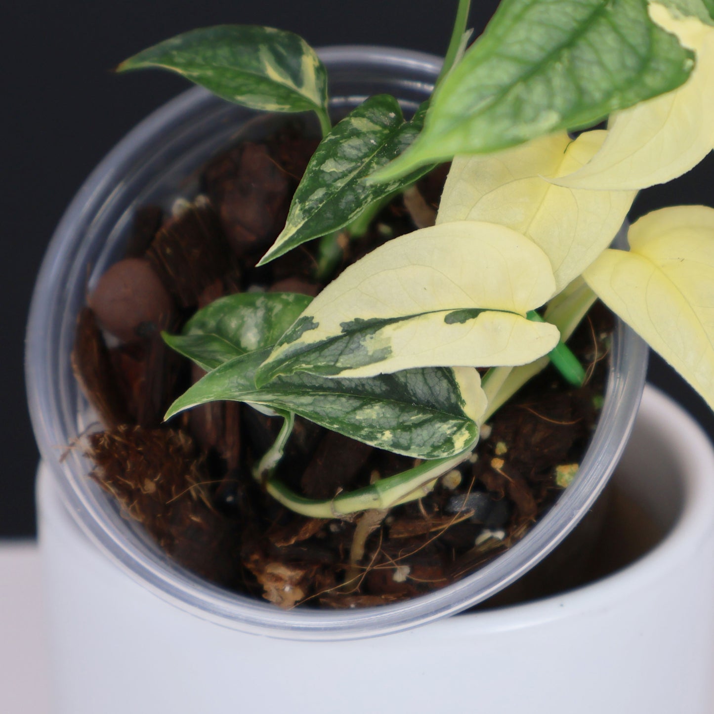 Monstera Siltepecana Albo (sp. PBD)