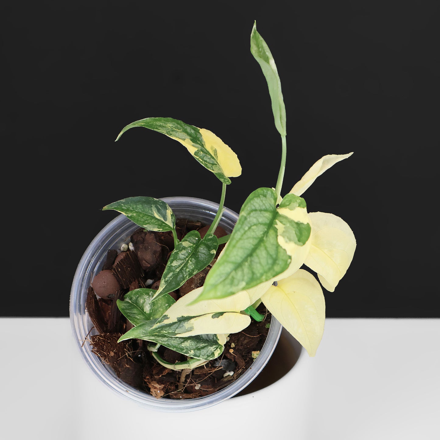 Monstera Siltepecana Albo (sp. PBD)