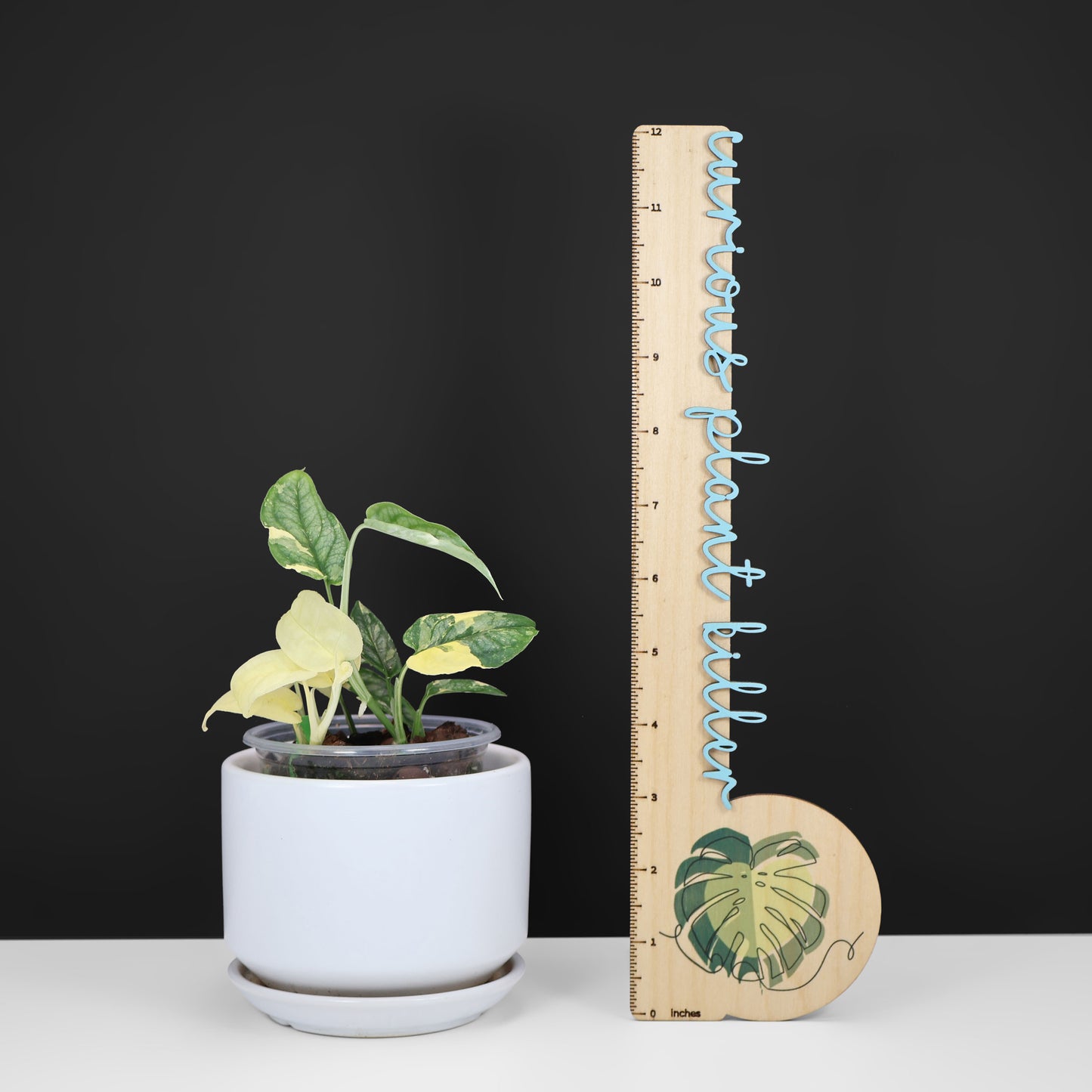 Monstera Siltepecana Albo (sp. PBD)