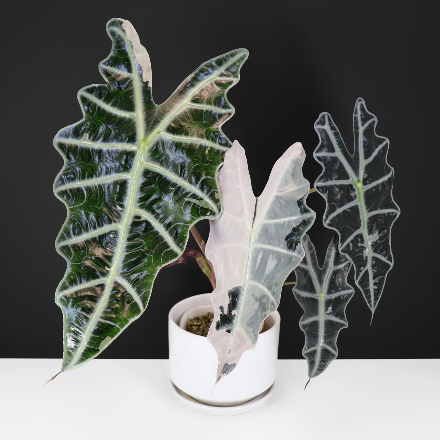 Alocasia Amazonica Pink (REVERTED)
