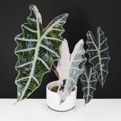 Alocasia Amazonica Pink (REVERTED)