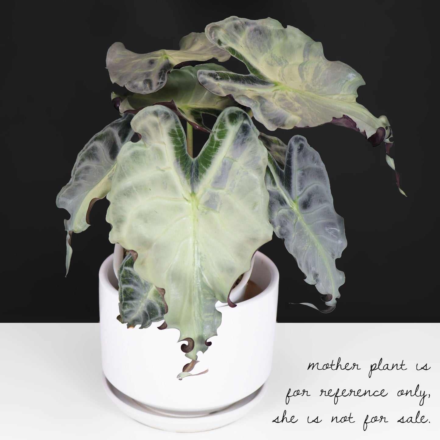 Alocasia Venom Aurea (REVERTED)