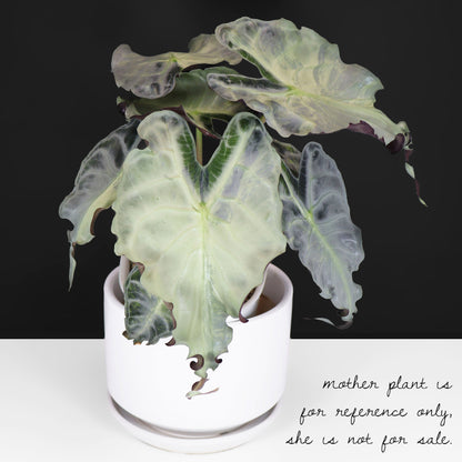 Alocasia Venom Aurea (REVERTED)