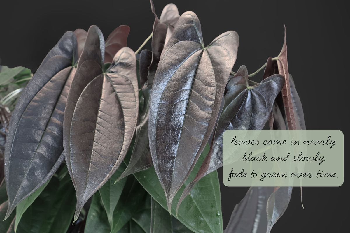Dioscorea "Équateur noir" sp.