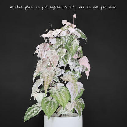 Dioscorea "Duende" sp.