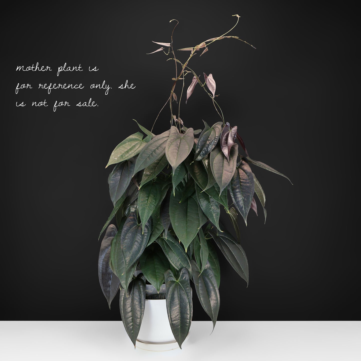 dioscorea altissima Dioscorea "Black Ecuador" sp. – Curious Plant Killer