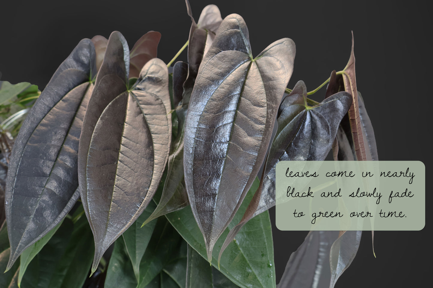 Dioscorea "Équateur noir" sp.