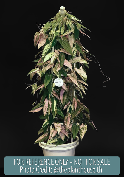 Dioscorea "Gamma Ray" sp.