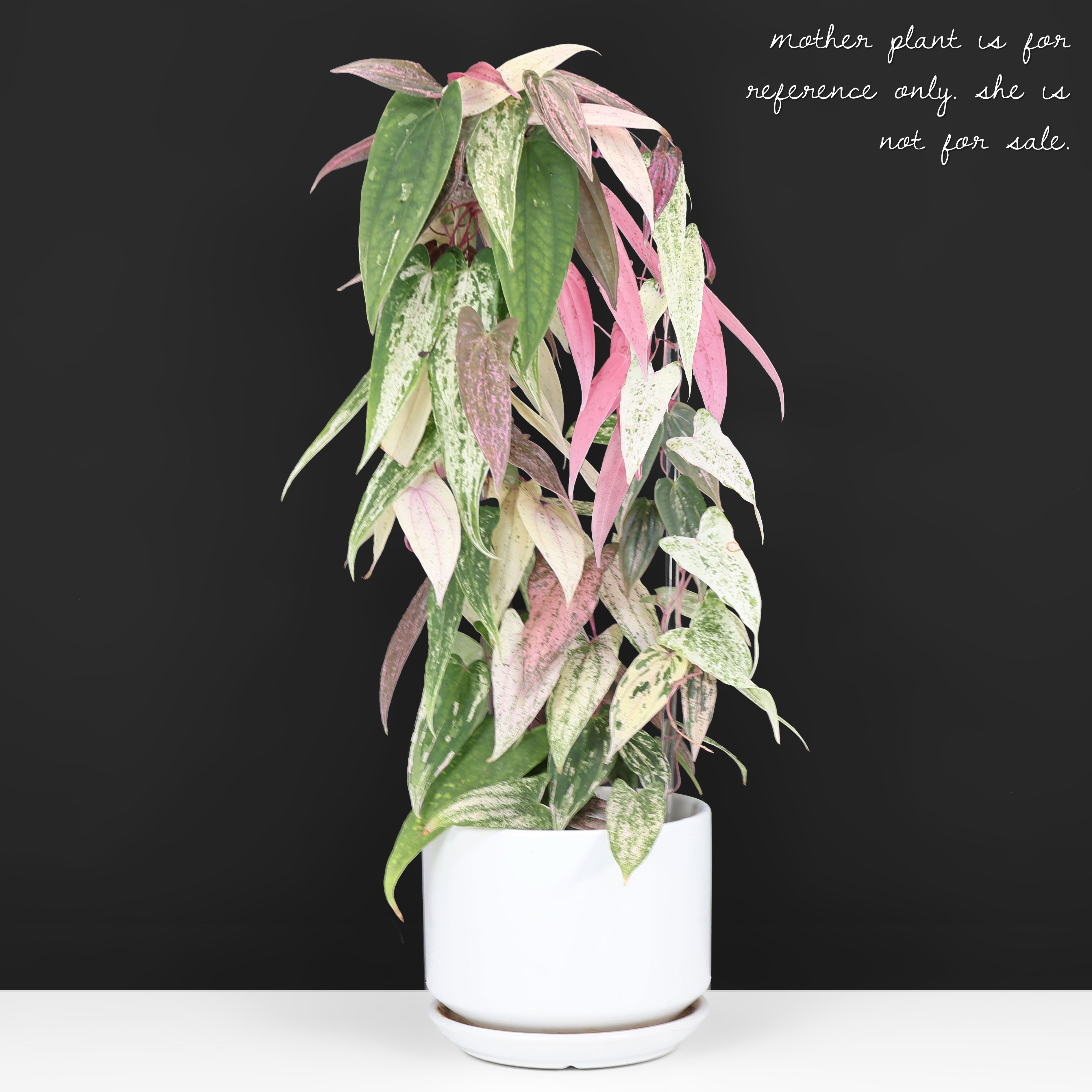 希少　Dioscorea pixel variegated Dioscorea 