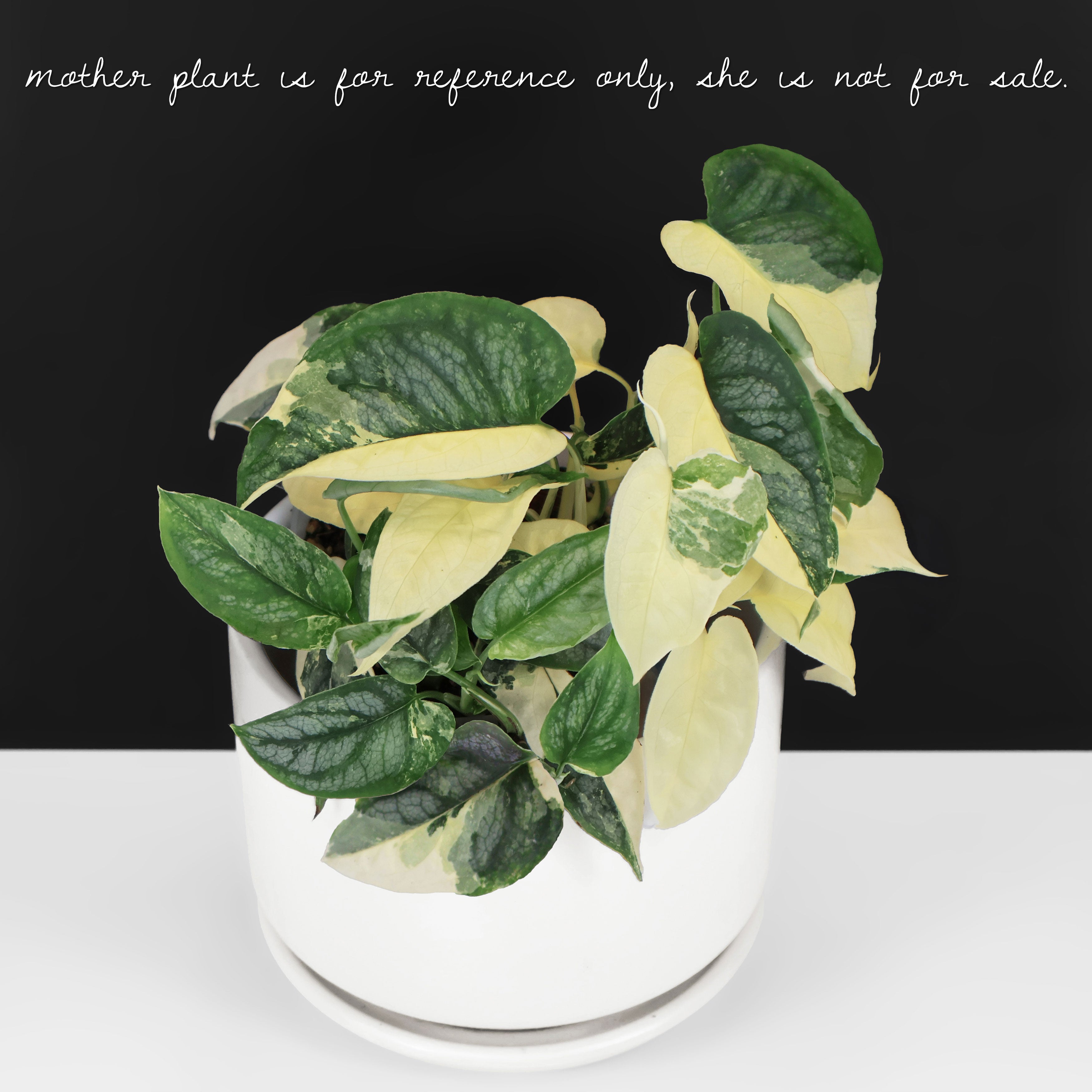Monstera Siltepecana Albo (sp. PBD) – Curious Plant Killer