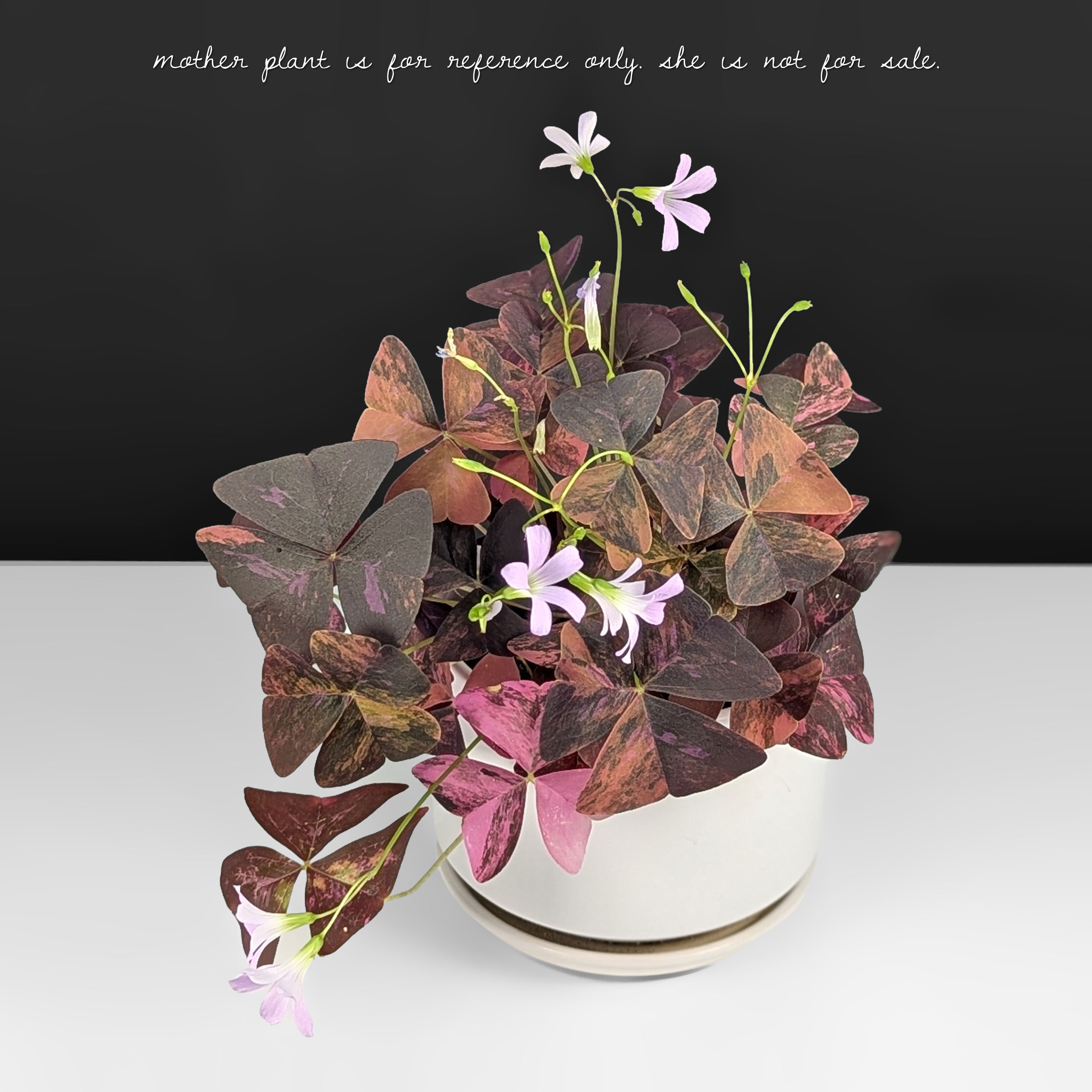 その他観葉植物 Oxalis triangularis variegated Oxalis Triangularis Variegated – Curious Plant Killer