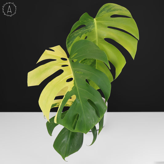 Monstera Aurea (Marmorata)