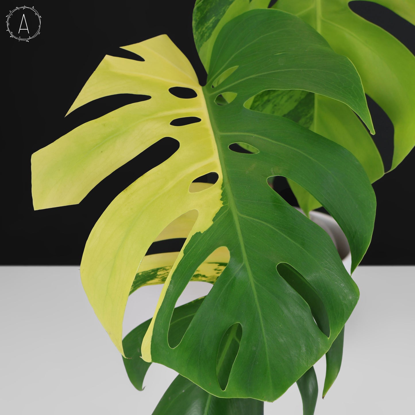 Monstera Aurea (Marmorata)