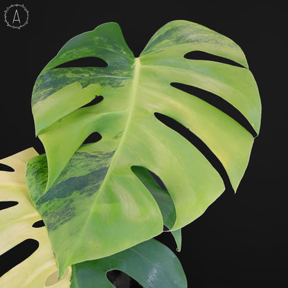 Monstera Aurea (Marmorata)