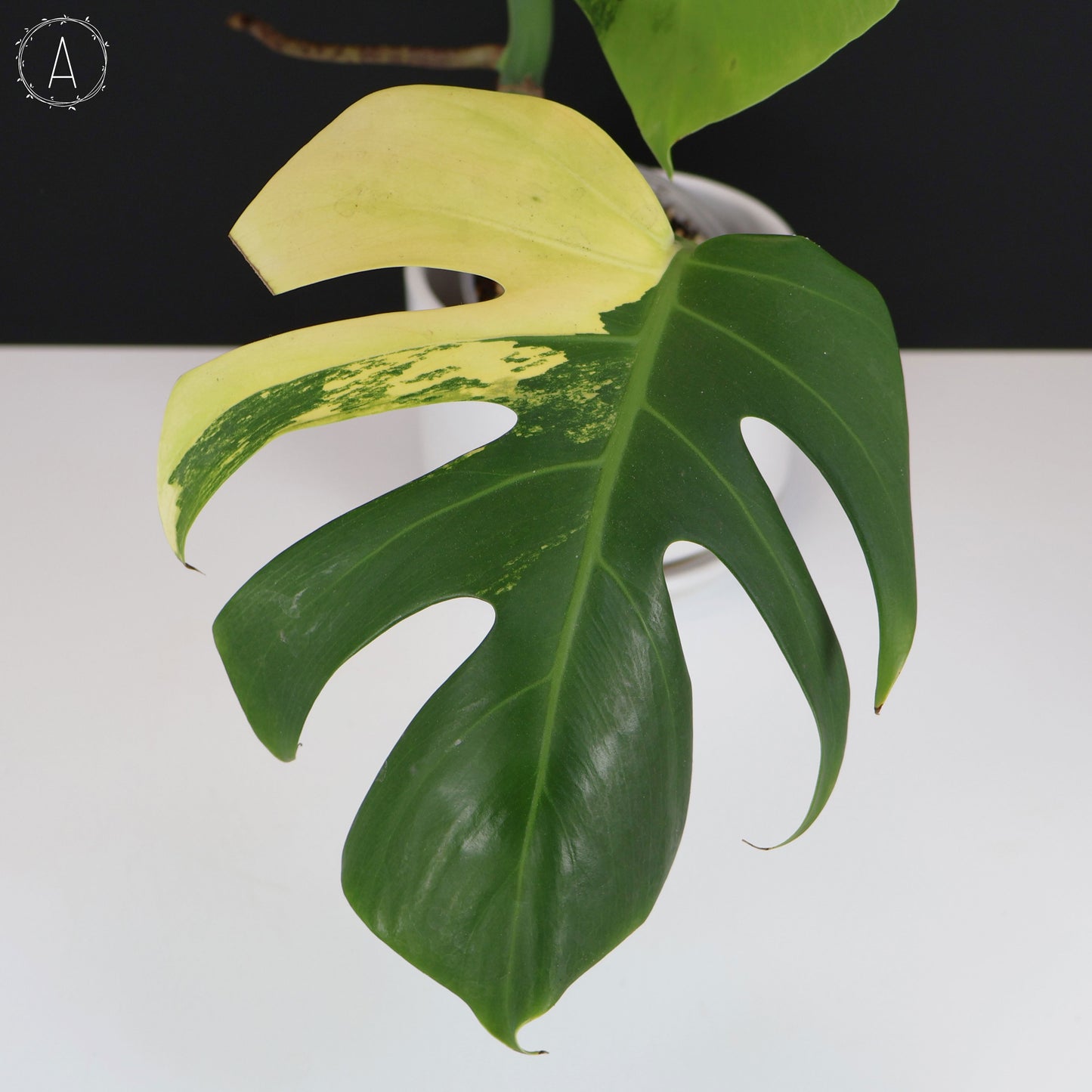 Monstera Aurea (Marmorata)