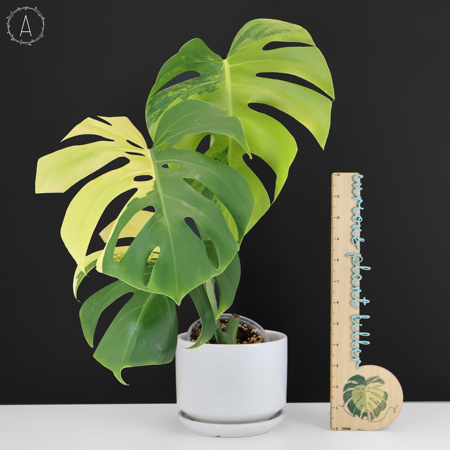 Monstera Aurea (Marmorata)