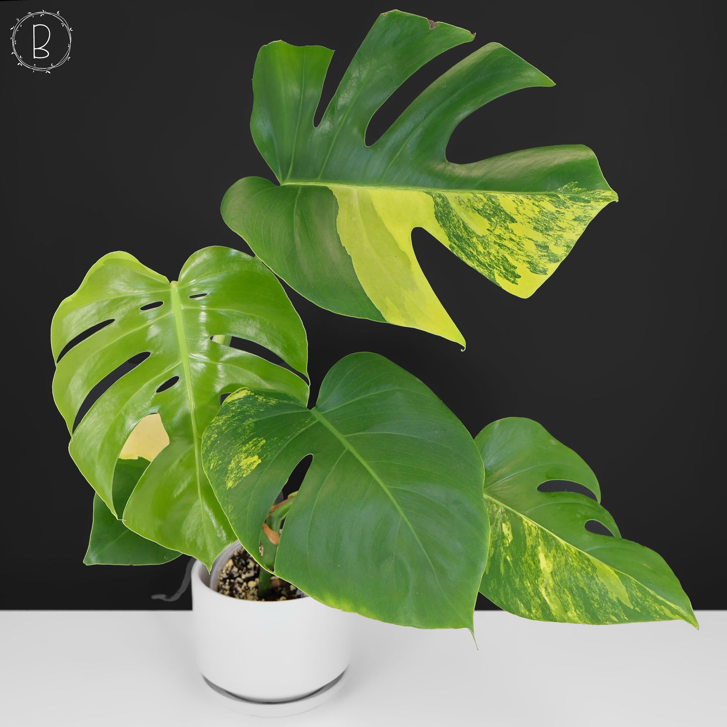 Monstera Aurea (Marmorata)