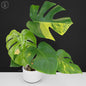 Monstera Aurea (Marmorata)
