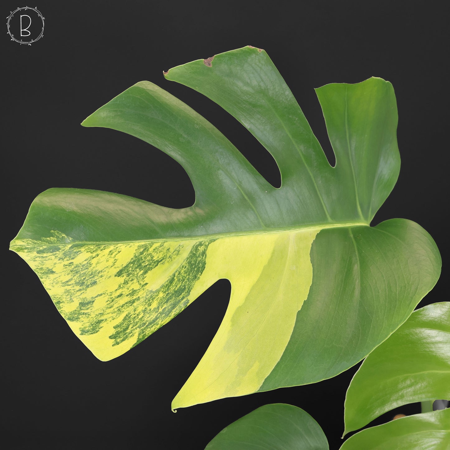 Monstera Aurea (Marmorata)