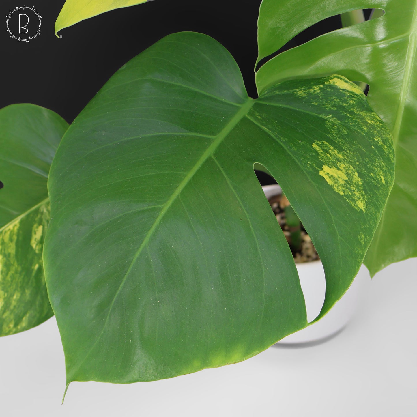 Monstera Aurea (Marmorata)