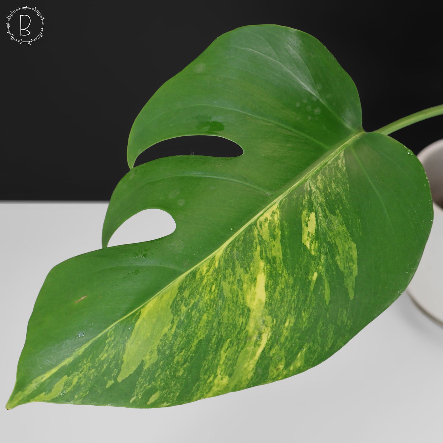 Monstera Aurea (Marmorata)