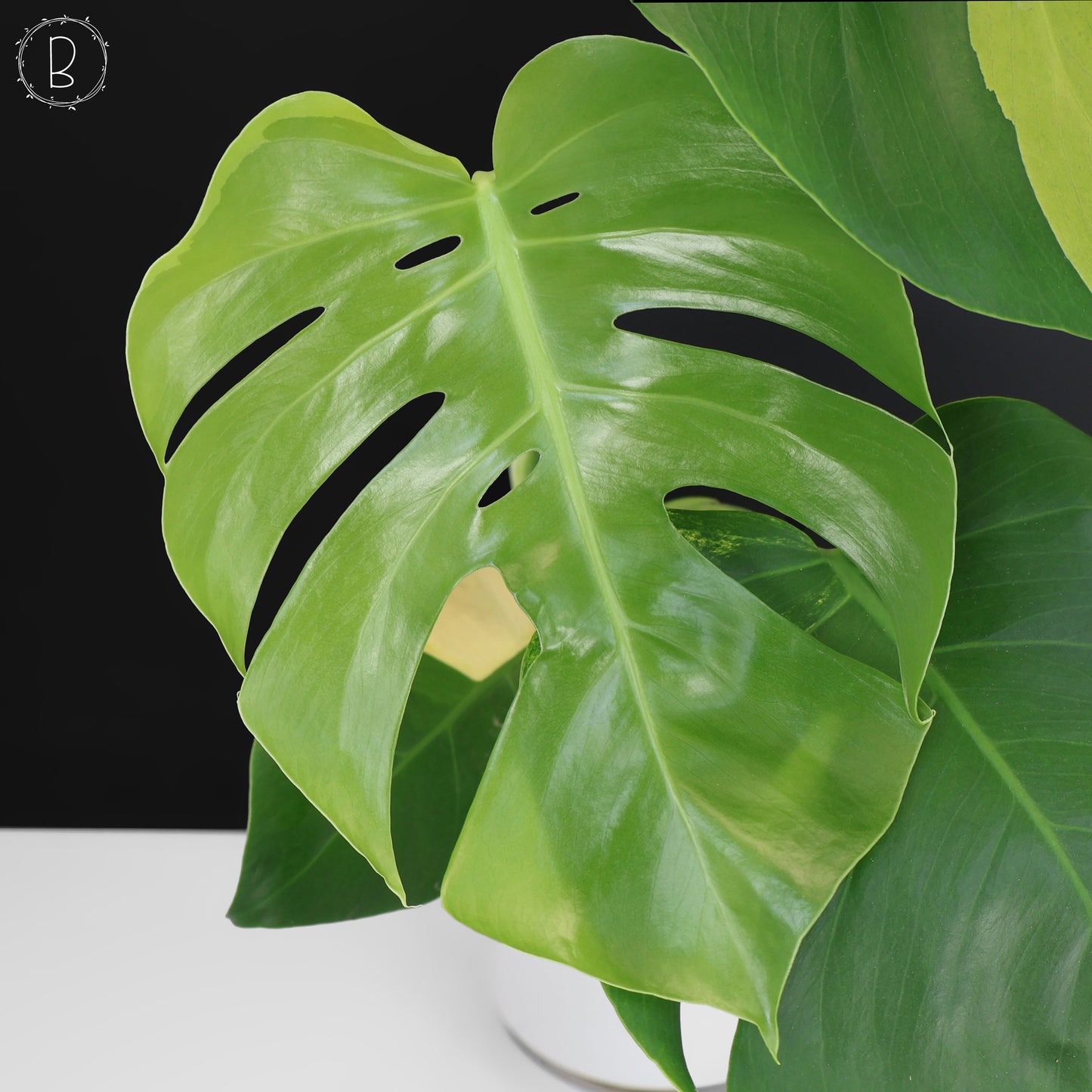 Monstera Aurea (Marmorata)