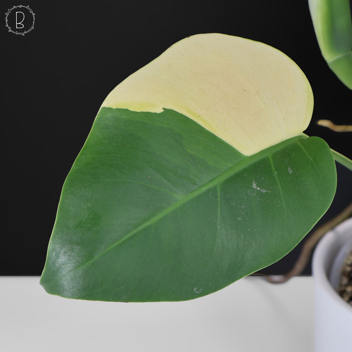 Monstera Aurea (Marmorata)