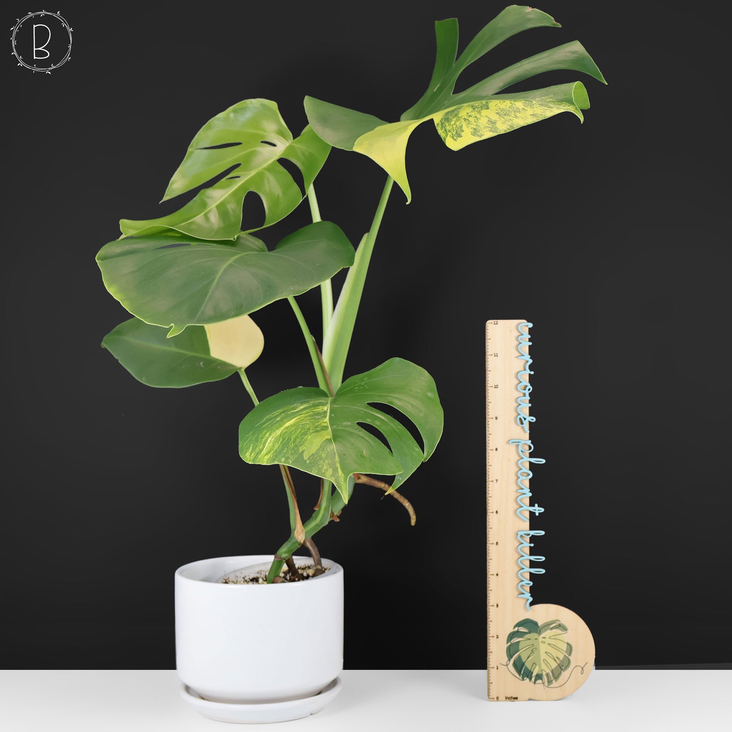 Monstera Aurea (Marmorata)