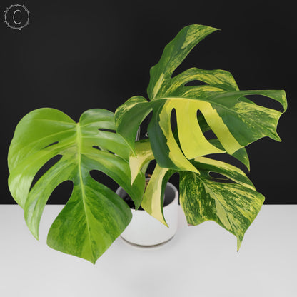 Monstera Aurea (Marmorata)