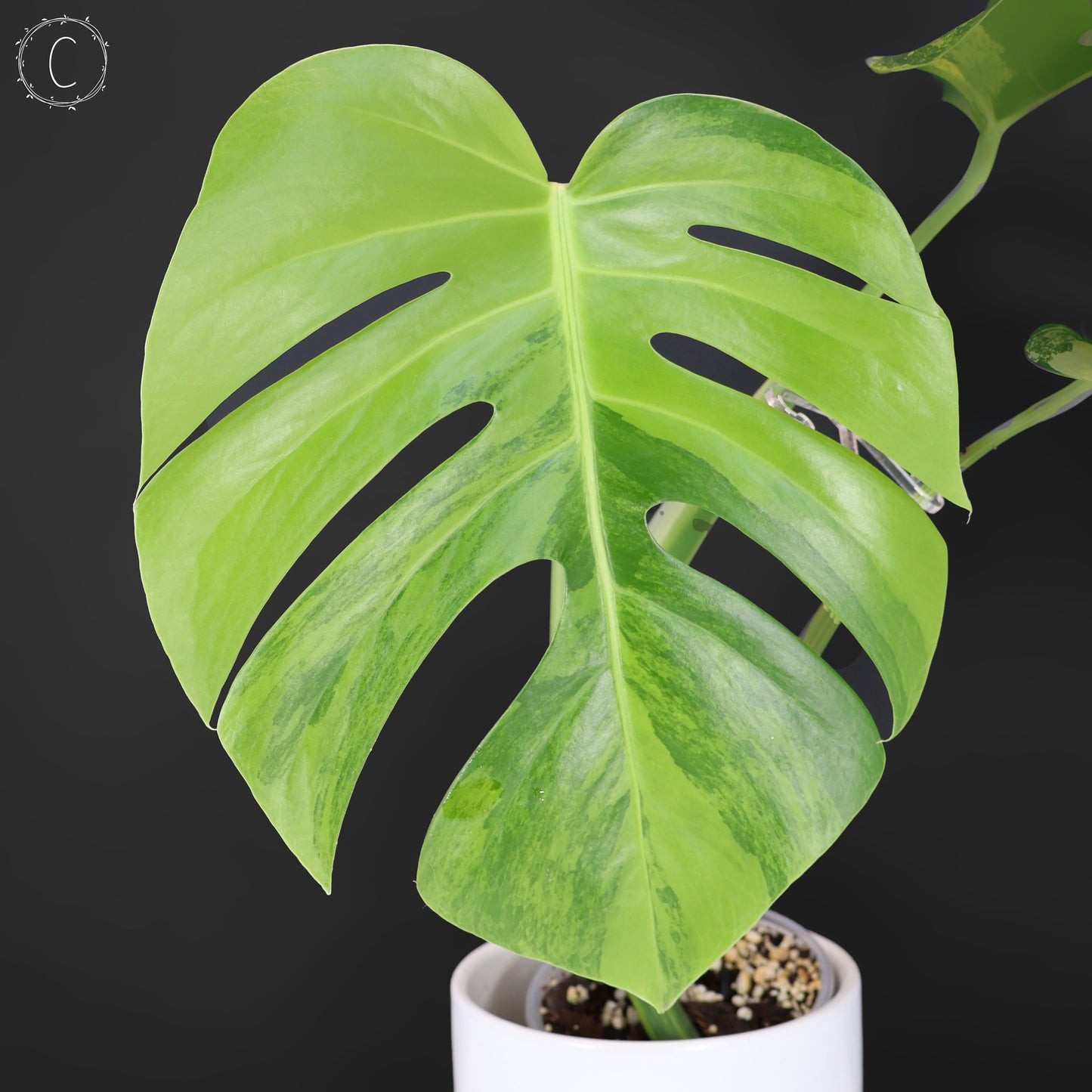 Monstera Aurea (Marmorata)