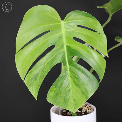 Monstera Aurea (Marmorata)