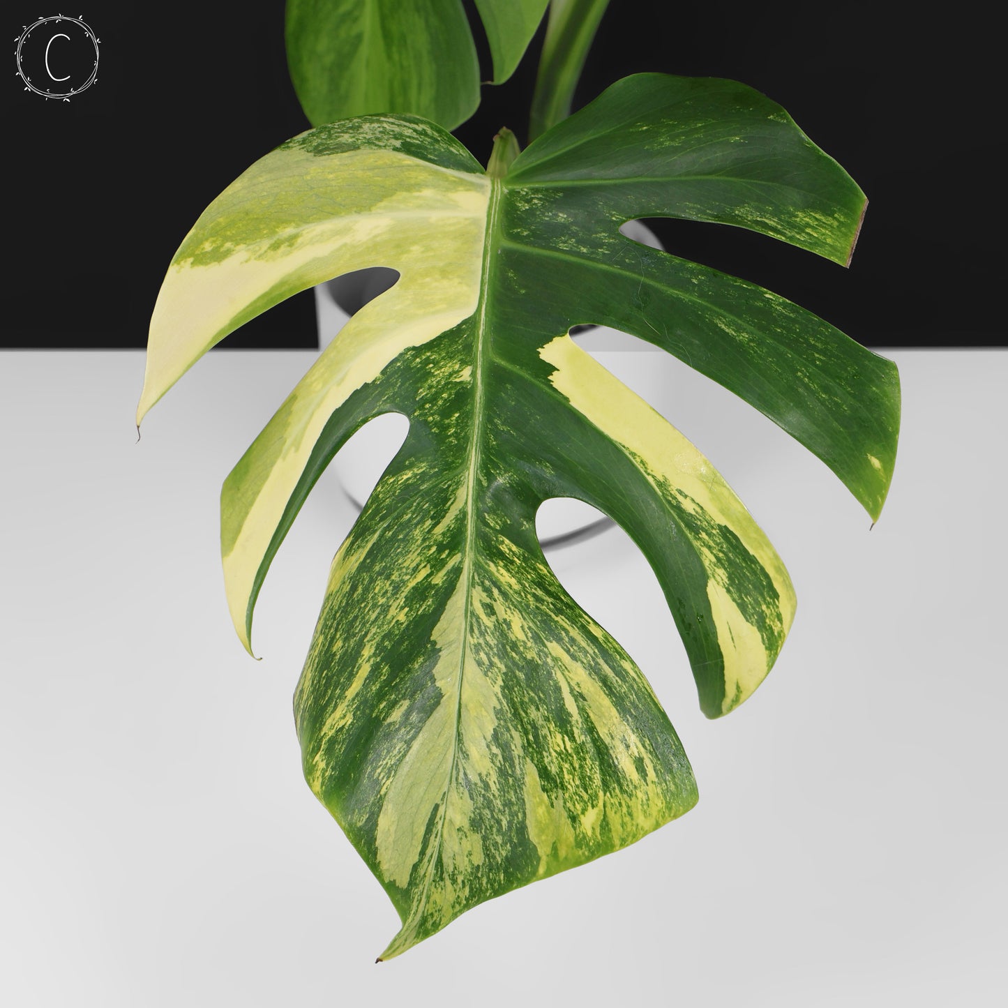 Monstera Aurea (Marmorata)