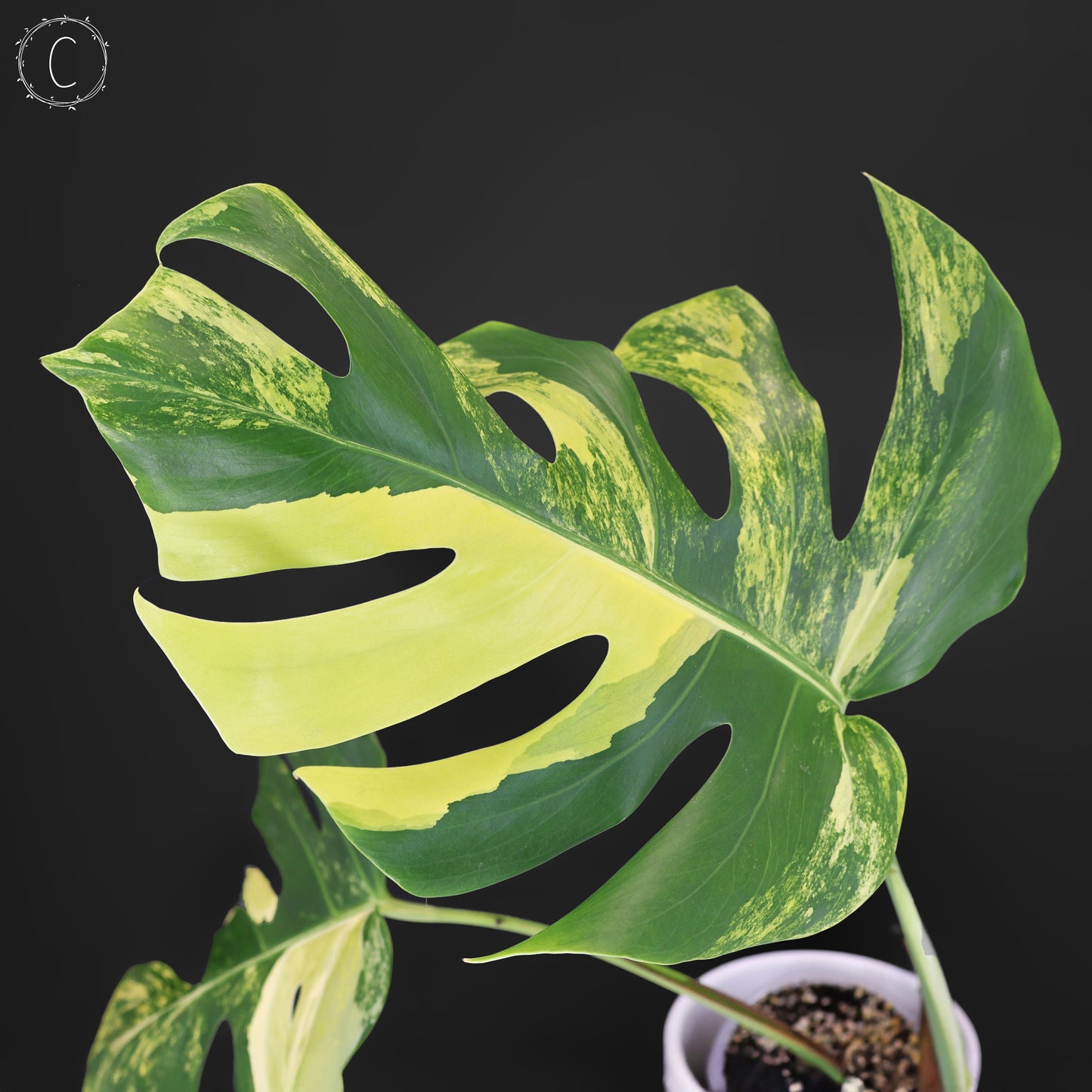 Monstera Aurea (Marmorata)