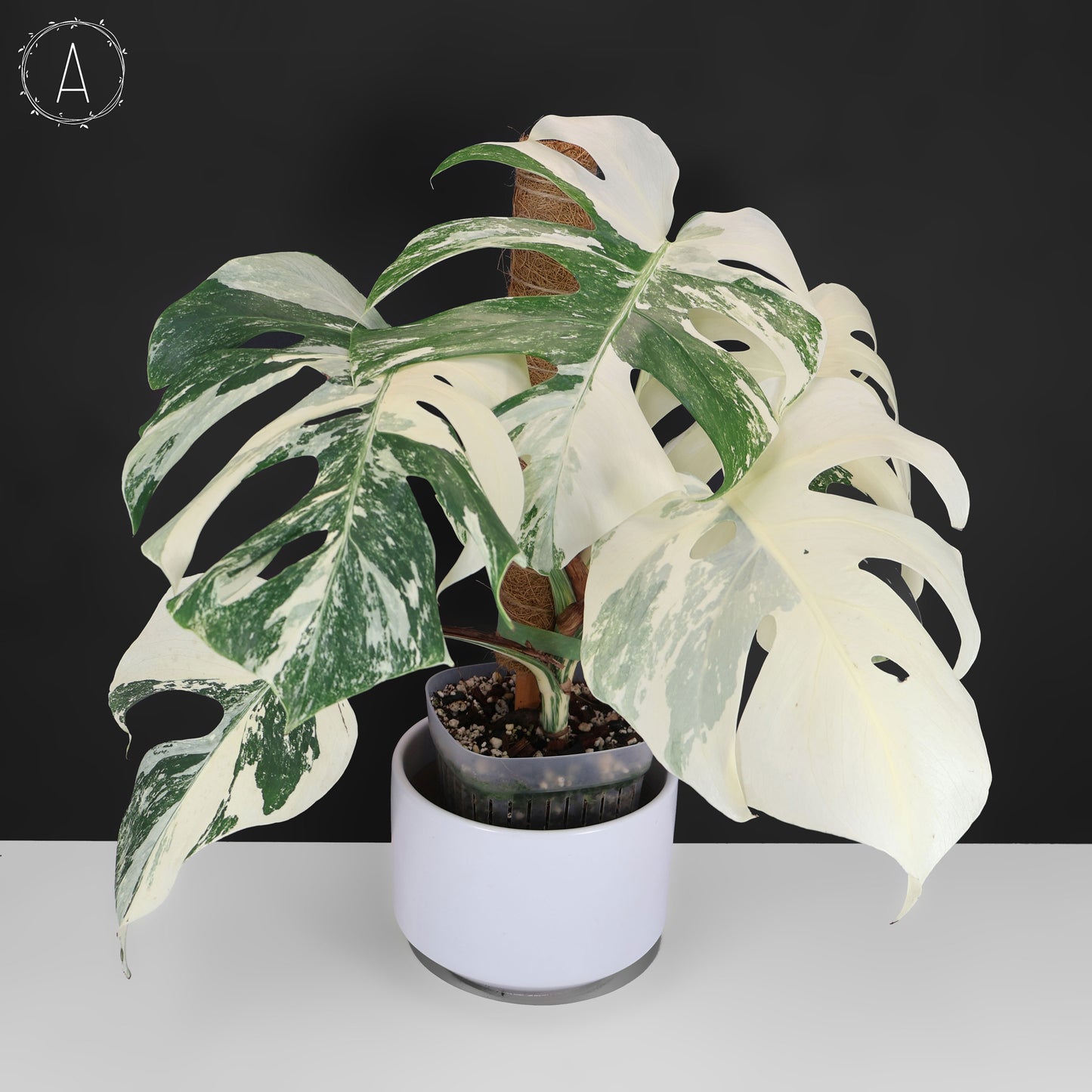 Monstera Albo Borsigiana