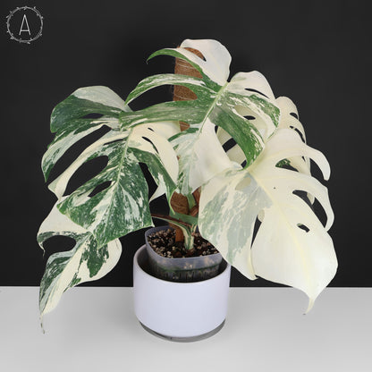 Monstera Albo Borsigiana
