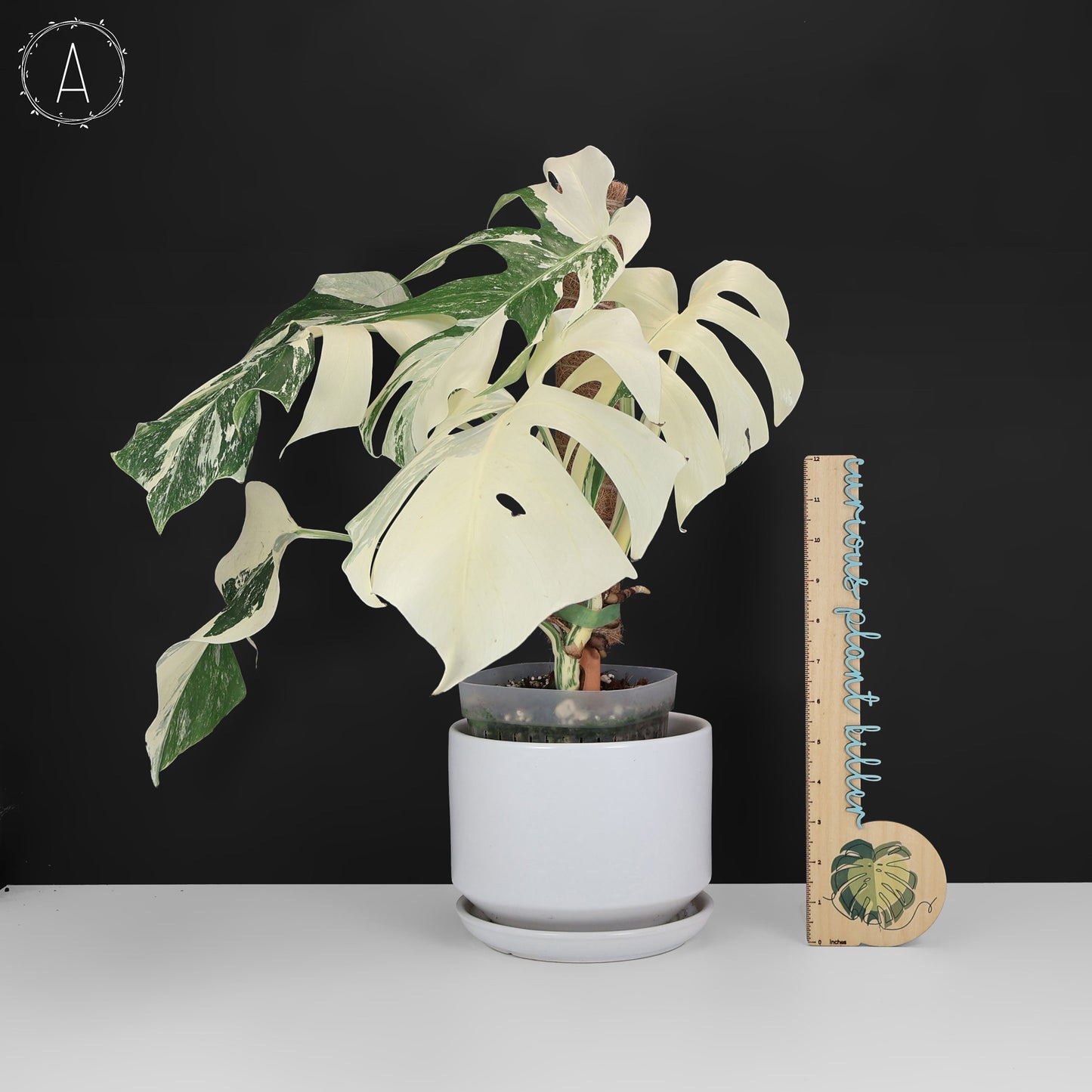 Monstera Albo Borsigiana