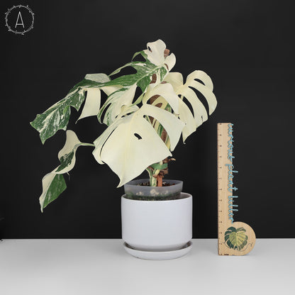 Monstera Albo Borsigiana