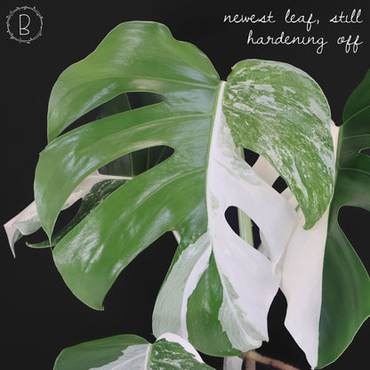 Monstera Albo Borsigiana