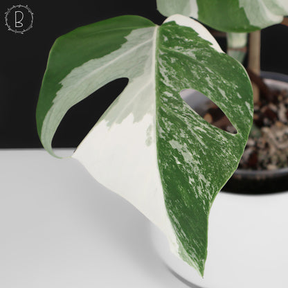 Monstera Albo Borsigiana