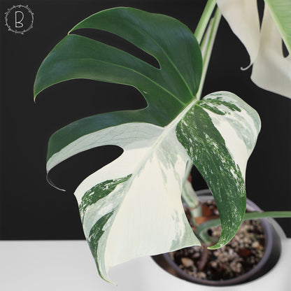 Monstera Albo Borsigiana